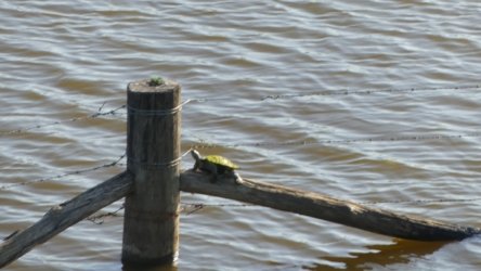 Lake Clarendon 010 P1000965 scaled Lake Clarendon 010 P1000965 scaled