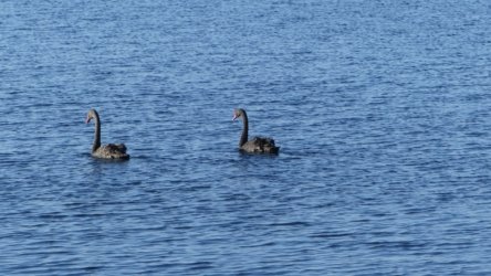 Lake Clarendon 016 P1000971 scaled Lake Clarendon 016 P1000971 scaled