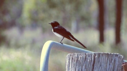 Lake Clarendon 036 P1000991 scaled Lake Clarendon 036 P1000991 scaled