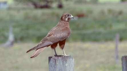 Lake Clarendon 046 P1010002 scaled Lake Clarendon 046 P1010002 scaled