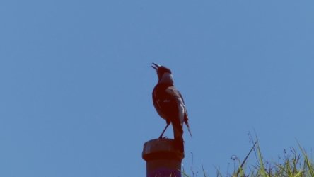 Lake Clarendon 061 P1010018 scaled Lake Clarendon 061 P1010018 scaled