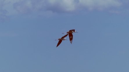 Lake Clarendon 102 P1010062 scaled Lake Clarendon 102 P1010062 scaled