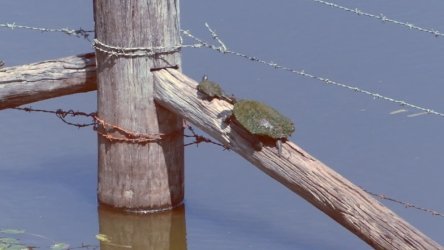 Lake Clarendon 137 P1010103 scaled Lake Clarendon 137 P1010103 scaled