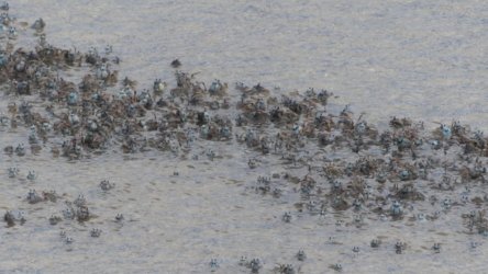 Beachmere 040 P1010769 scaled Beachmere 040 P1010769 scaled