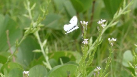 Beachmere 061 P1010790 scaled Beachmere 061 P1010790 scaled