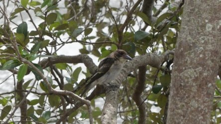 Beachmere 064 P1010793 scaled Beachmere 064 P1010793 scaled