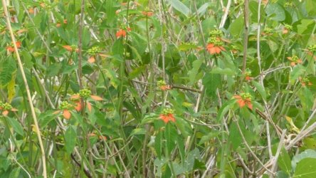 Beachmere 079 P1010808 scaled Beachmere 079 P1010808 scaled