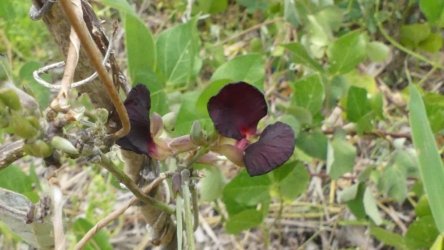 Beachmere 092 P1010821 scaled Beachmere 092 P1010821 scaled