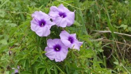 Beachmere 100 P1010829 scaled Beachmere 100 P1010829 scaled