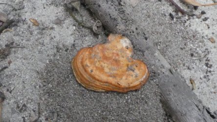 Beachmere 111 P1010840 scaled Beachmere 111 P1010840 scaled