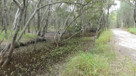 Beachmere 113 P1010842 scaled Beachmere 113 P1010842 scaled