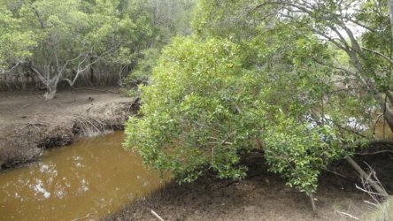 Beachmere 114 P1010843 scaled Beachmere 114 P1010843 scaled