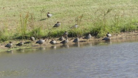 Hardings1222 002 P1010849 Copy scaled Hardings1222 002 P1010849 Copy scaled