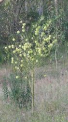 Hardings1222 031 P1010890 scaled Hardings1222 031 P1010890 scaled