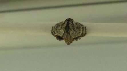 Hardings1222 045 P1010905 scaled Hardings1222 045 P1010905 scaled