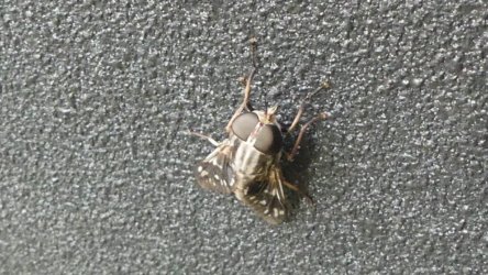 Hardings1222 048 P1010913 scaled Hardings1222 048 P1010913 scaled