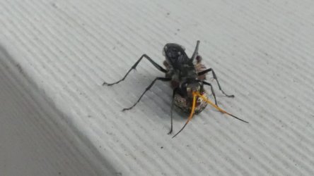 Hardings1222 055 P1010922 scaled Hardings1222 055 P1010922 scaled