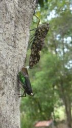 Hardings1222 063 P1010932 scaled Hardings1222 063 P1010932 scaled