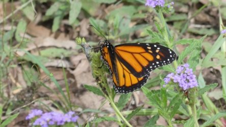 Hardings1222 102 P1010974 scaled Hardings1222 102 P1010974 scaled