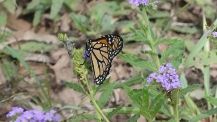 Hardings1222 103 P1010975 scaled Hardings1222 103 P1010975 scaled