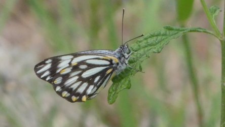 Hardings1222 108 P1010980 scaled Hardings1222 108 P1010980 scaled