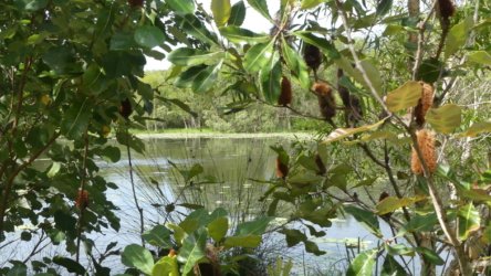 Bibimulya Wetlands Bribie Island 037 P1020197 scaled Bibimulya Wetlands Bribie Island 037 P1020197 scaled
