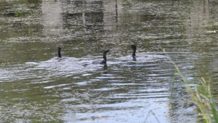 Bibimulya Wetlands Bribie Island 051 P1020211 scaled Bibimulya Wetlands Bribie Island 051 P1020211 scaled