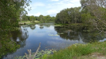 Bibimulya Wetlands Bribie Island 060 P1020222 scaled Bibimulya Wetlands Bribie Island 060 P1020222 scaled