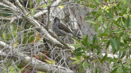 Bibimulya Wetlands Bribie Island 063 P1020225 scaled Bibimulya Wetlands Bribie Island 063 P1020225 scaled