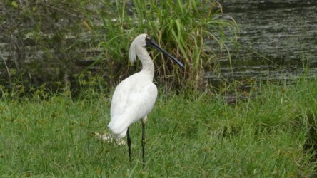 Bibimulya Wetlands Bribie Island 068 P1020230 scaled Bibimulya Wetlands Bribie Island 068 P1020230 scaled