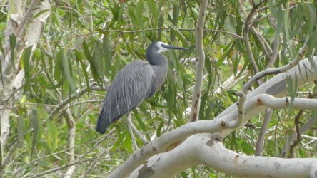 Bibimulya Wetlands Bribie Island 074 P1020236 scaled Bibimulya Wetlands Bribie Island 074 P1020236 scaled