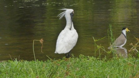 Bibimulya Wetlands Bribie Island 079 P1020241 scaled Bibimulya Wetlands Bribie Island 079 P1020241 scaled
