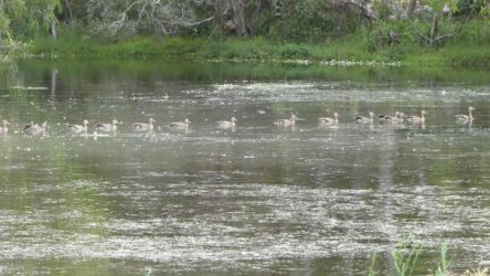 Bibimulya Wetlands Bribie Island 090 P1020252 scaled Bibimulya Wetlands Bribie Island 090 P1020252 scaled