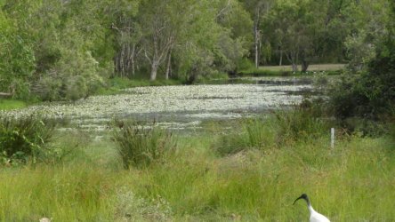 Bibimulya Wetlands Bribie Island 093 P1020255 scaled Bibimulya Wetlands Bribie Island 093 P1020255 scaled