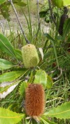 Bibimulya Wetlands Bribie Island 098 P1020260 scaled Bibimulya Wetlands Bribie Island 098 P1020260 scaled