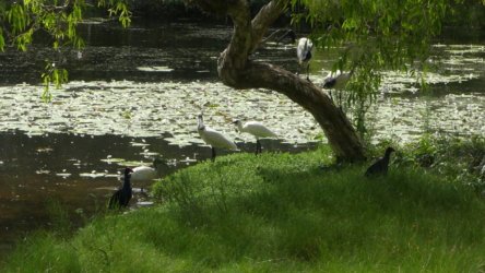 Bibimulya Wetlands Bribie Island 101 P1020263 scaled Bibimulya Wetlands Bribie Island 101 P1020263 scaled