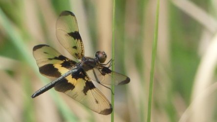 Bibimulya Wetlands Bribie Island 107 P1020271 scaled Bibimulya Wetlands Bribie Island 107 P1020271 scaled
