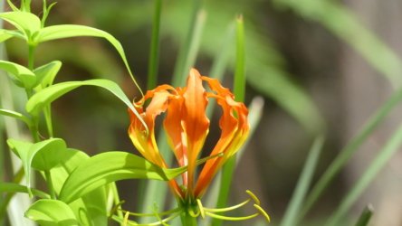 Bribie Bush and Beach Walk 003 P1020037 scaled Bribie Bush and Beach Walk 003 P1020037 scaled