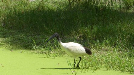 Bribie Bush and Beach Walk 013 P1020047 scaled Bribie Bush and Beach Walk 013 P1020047 scaled