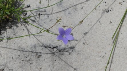 Bribie Bush and Beach Walk 044 P1020078 scaled Bribie Bush and Beach Walk 044 P1020078 scaled