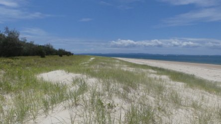 Bribie Bush and Beach Walk 051 P1020085 scaled Bribie Bush and Beach Walk 051 P1020085 scaled