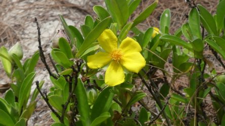 Bribie Bush and Beach Walk 064 P1020107 scaled Bribie Bush and Beach Walk 064 P1020107 scaled