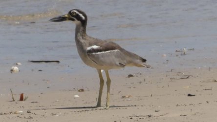 Bribie Red Beach to Buckleys Hole 034 P1020149 scaled Bribie Red Beach to Buckleys Hole 034 P1020149 scaled